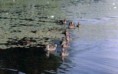 /album/galerie-de-photos/wcanards1-jpg/